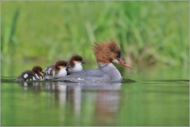 <p>MORČÁK VELKÝ (Mergus merganser) Praha - Stromovka /Common merganser - Gänsesänger/</p>